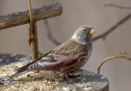 Asian Rosy-Finch (Leucosticte arctoa) photo image