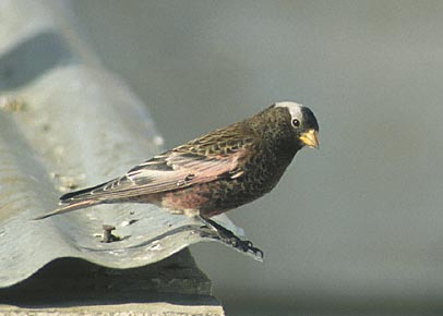 Black Rosy-Finch (Leucosticte atrata) photo image