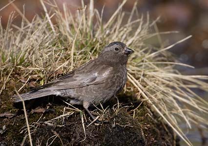 Black Rosy-Finch (Leucosticte atrata) photo image