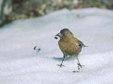 Brown-capped Rosy-Finch (Leucosticte australis) photo image