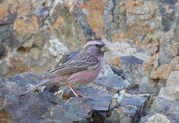 Chinese Beautiful Rosefinch (Carpodacus davidianus) photo