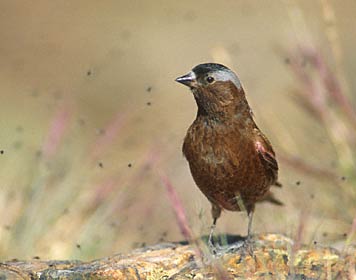 Gray-crowned Rosy-Finch (Leucosticte tephrocotis) photo image