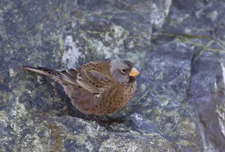 Gray-crowned Rosy-Finch (Leucosticte tephrocotis) photo image