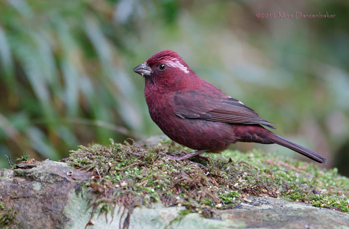 Vinaceous Rosefinch (Carpodacus formosanus) photo image