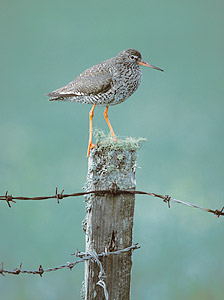 Common Redshank (Tringa totanus) photo image