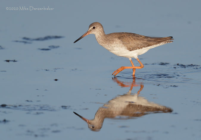 Common Redshank (Tringa totanus) photo image