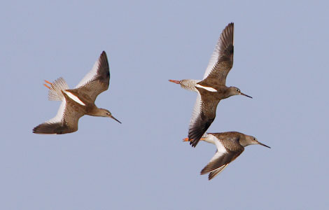 Common Redshank (Tringa totanus) photo