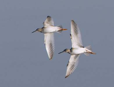 Common Redshank (Tringa totanus) photo