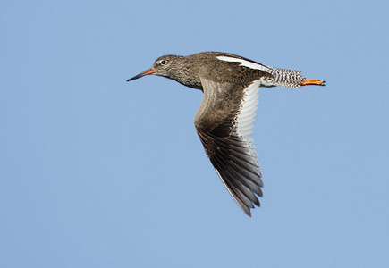 Common Redshank (Tringa totanus) photo