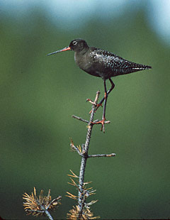 Spotted Redshank (Tringa erythropus) photo image
