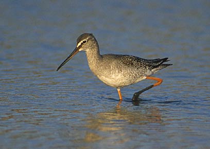 Spotted Redshank (Tringa erythropus) photo image
