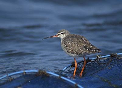 Spotted Redshank (Tringa erythropus) photo image