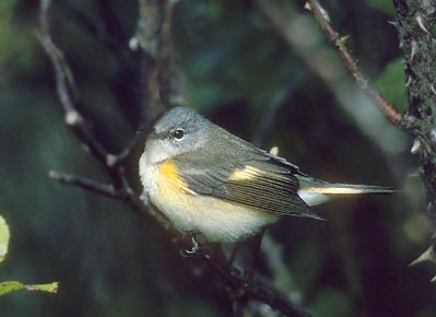 American Redstart (Setophaga ruticilla) photo image