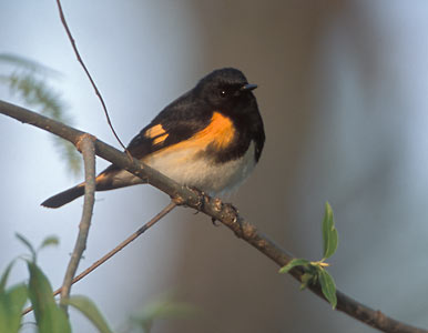 American Redstart (Setophaga ruticilla) photo image