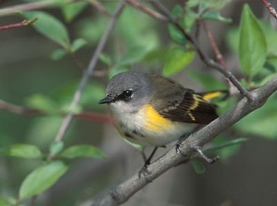 American Redstart (Setophaga ruticilla) photo image