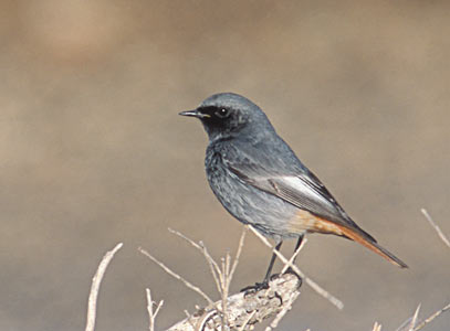 Black Redstart (Phoenicurus ochruros) photo image