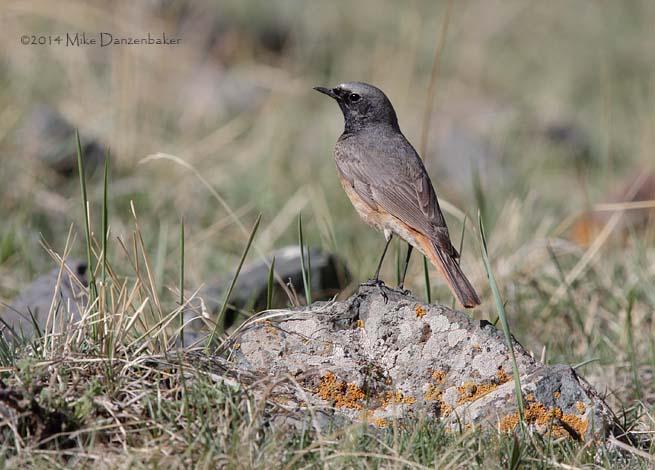 Black Redstart (Phoenicurus ochruros) photo image