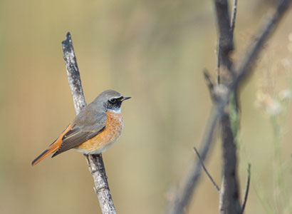 Common Redstart (Phoenicurus phoenicurus) photo image