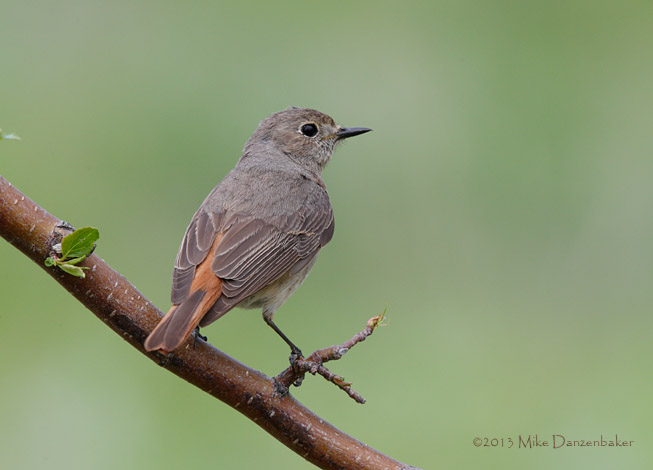 Common Redstart (Phoenicurus phoenicurus) photo image