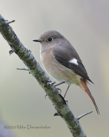 Daurian Redstart (Phoenicurus auroreus) photo