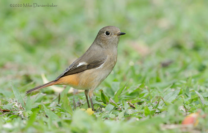Daurian Redstart (Phoenicurus auroreus) photo