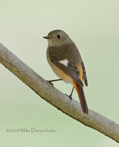 Daurian Redstart (Phoenicurus auroreus) photo