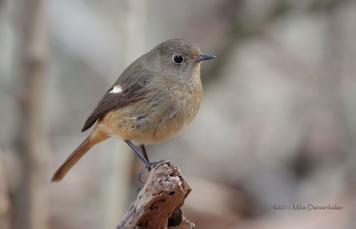 Daurian Redstart (Phoenicurus auroreus) photo