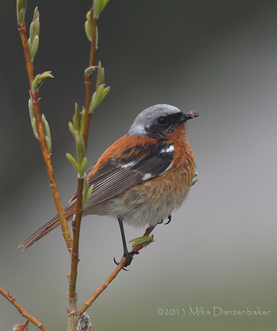 Eversmann's Redstart (Phoenicurus erythronotus) photo image