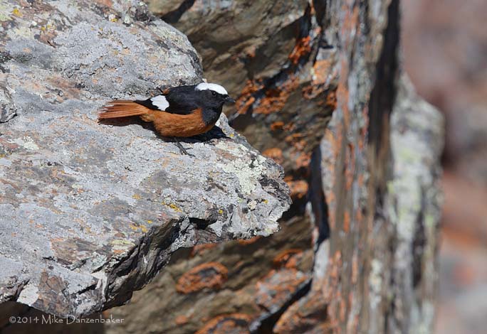 G�ldenst�dt's Redstart (Phoenicurus erythrogastrus) photo