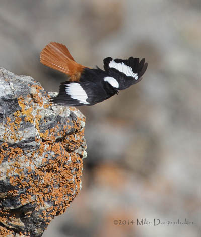 G�ldenst�dt's Redstart (Phoenicurus erythrogastrus) photo