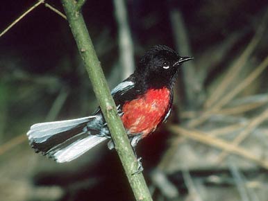 Painted Whitestart (Myioborus pictus) photo image