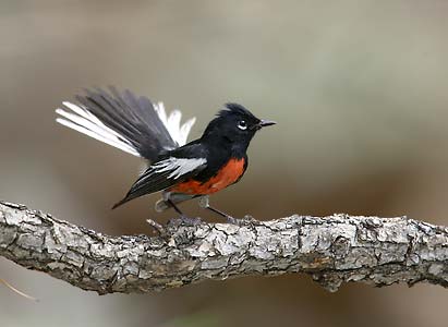 Painted Whitestart (Myioborus pictus) photo image