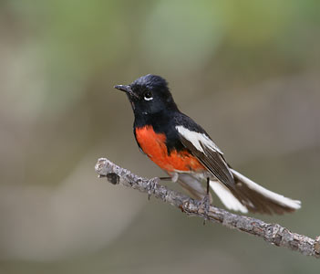 Painted Whitestart (Myioborus pictus) photo image