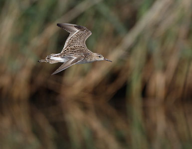 Ruff (Philomachus pugnax) photo