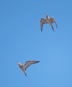 Ruff (Philomachus pugnax) photo image