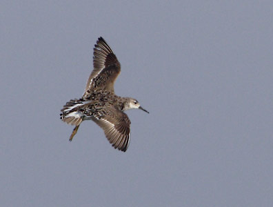 Ruff (Philomachus pugnax) photo