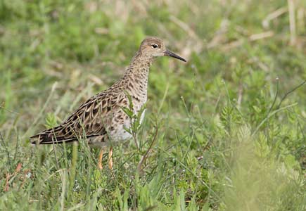 Ruff (Philomachus pugnax) photo