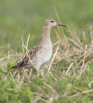 Ruff (Philomachus pugnax) photo