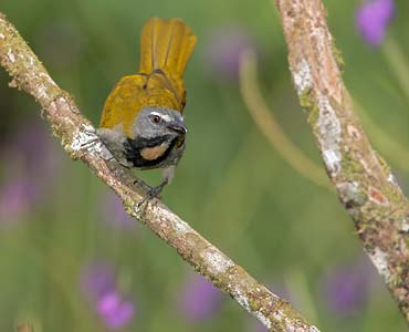 Buff-throated Saltator (Saltator maximus) photo image