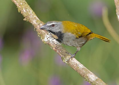 Buff-throated Saltator (Saltator maximus) photo image