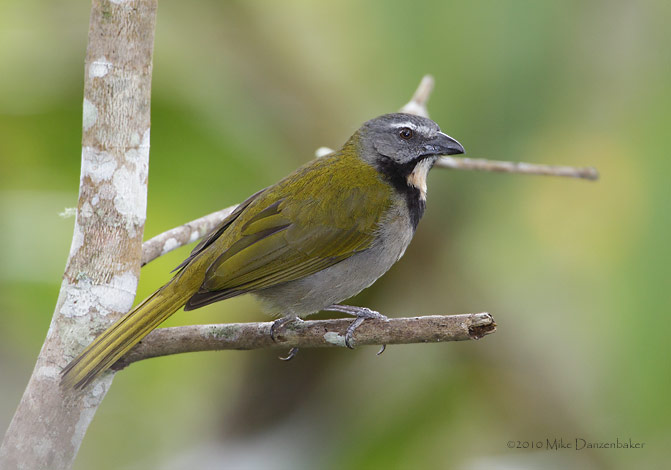 Buff-throated Saltator (Saltator maximus) photo image