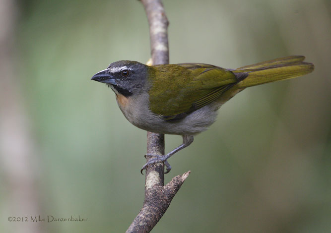 Buff-throated Saltator (Saltator maximus) photo image