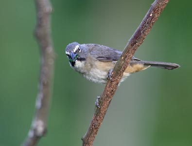 Grayish Saltator (Saltator coerulescens) photo image