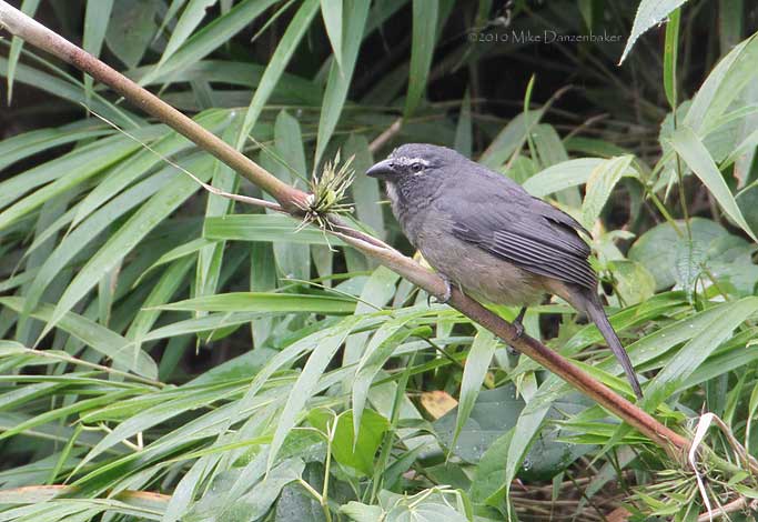 Grayish Saltator (Saltator coerulescens) photo
