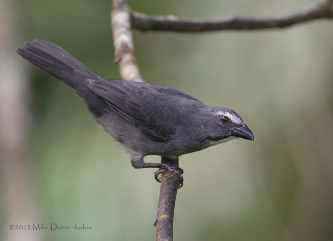 Grayish Saltator (Saltator coerulescens) photo image