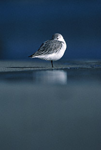 Sanderling (Calidris alba) photo