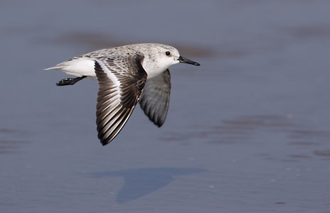 Sanderling (Calidris alba) photo image