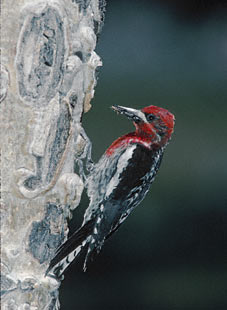 Red-breasted Sapsucker (Sphyrapicus ruber) photo image