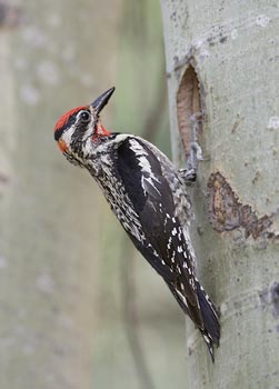 Red-naped Sapsucker (Sphyrapicus nuchalis) photo image