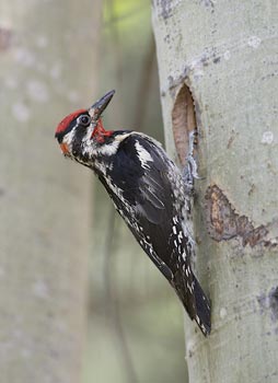 Red-naped Sapsucker (Sphyrapicus nuchalis) photo image